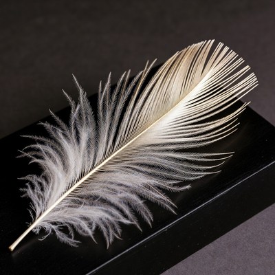 White feather on black surface