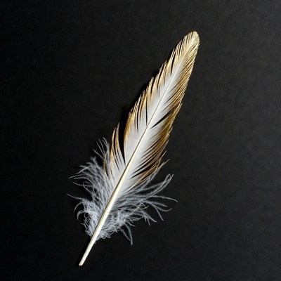 Golden White Feather on Black Background