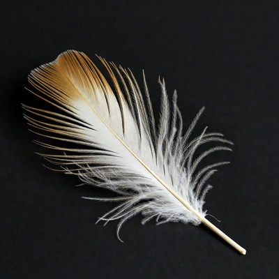 Orange and white feather on black