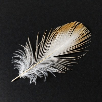 White and golden feather on black