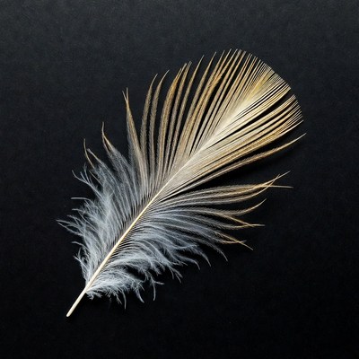White feather on black background