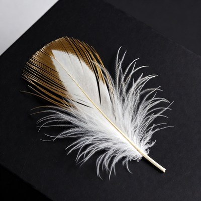 Golden White Feather on Black Background