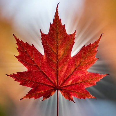 Vibrant Red Maple Leaf