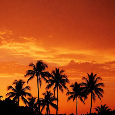 Palm Trees Silhouette at Sunset
