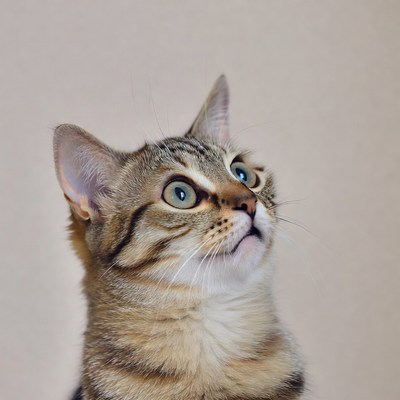Tabby kitten looking up