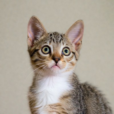 Tabby kitten with green eyes
