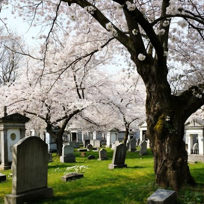 Cherry Blossoms Over Cemetery Gravestones