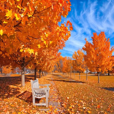 Wooden Bench in Autumn Maple Trees