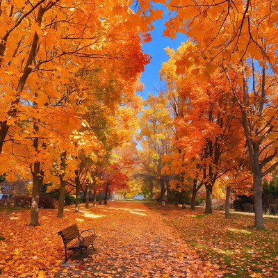 Autumn Trees Lining Path with Bench