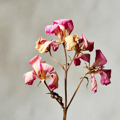 Dried pink hibiscus flowers on stem