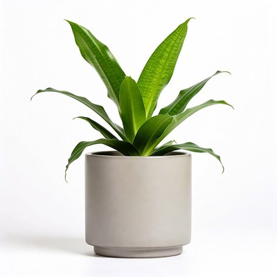 Dracaena plant in gray pot