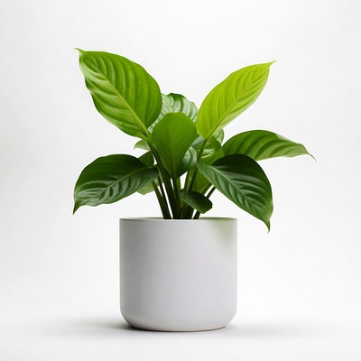 Green Plant in White Pot