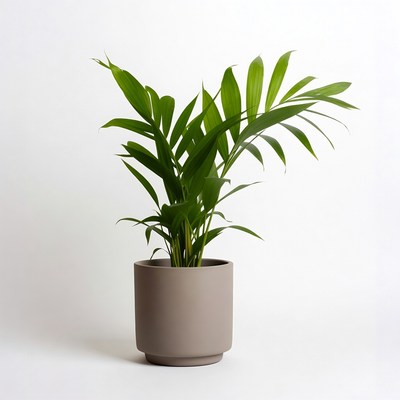 Areca Palm in Gray Pot