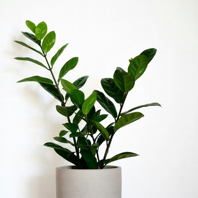 ZZ Plant in Gray Pot