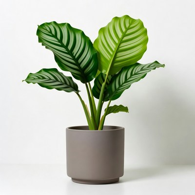 Calathea Plant in Gray Pot