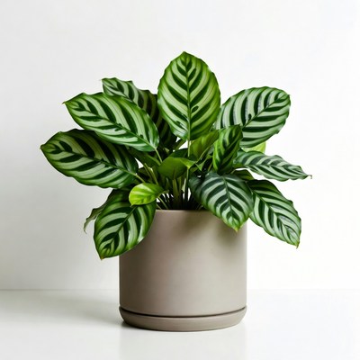Calathea Plant in Gray Pot