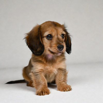 Cute dachshund puppy sitting