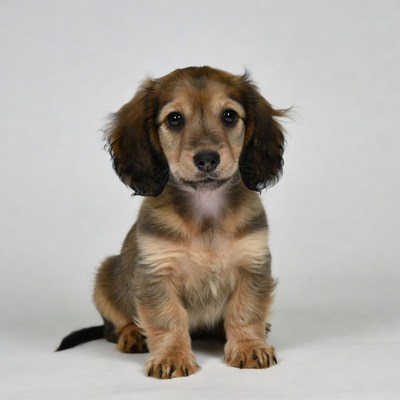 Cute Dachshund Puppy Sitting
