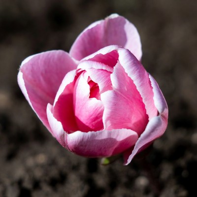 Pink tulip flower on dark background