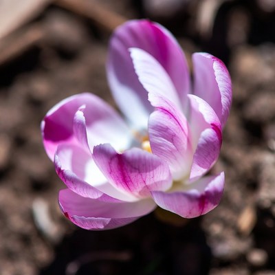 Pink crocus flower in soil