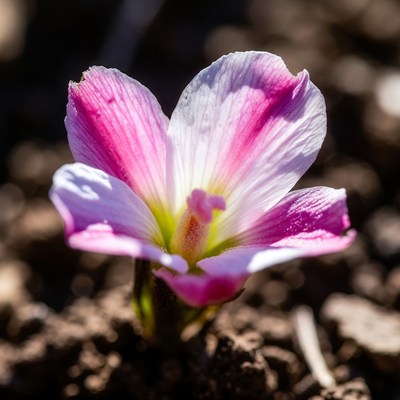 Pink and white striped flower