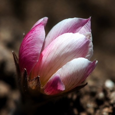 Pink flower bud close-up