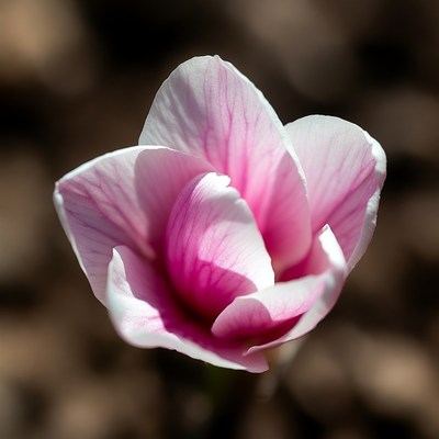Pink Camellia Flower Blooming