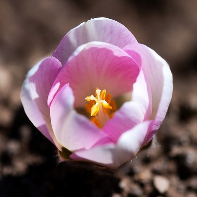 Pink Cyclamen Flower Blooming