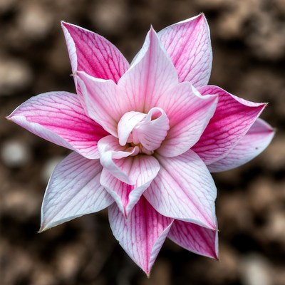 Pink Striped Amaryllis Flower