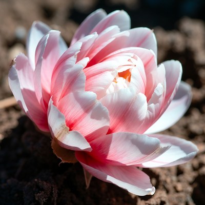 Pink peony flower on soil