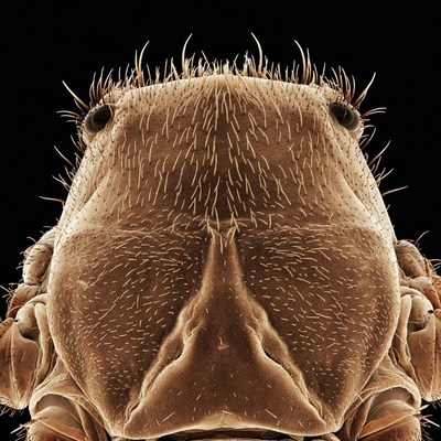 Close-up spider face macro