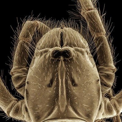 Close-up spider on black background