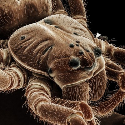 Close-up of spider on black background