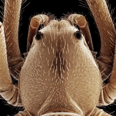 Close-up wolf spider face