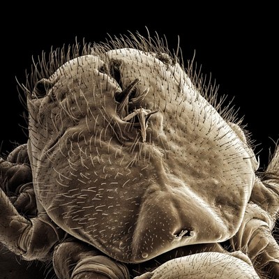 Close-up spider head macro photo