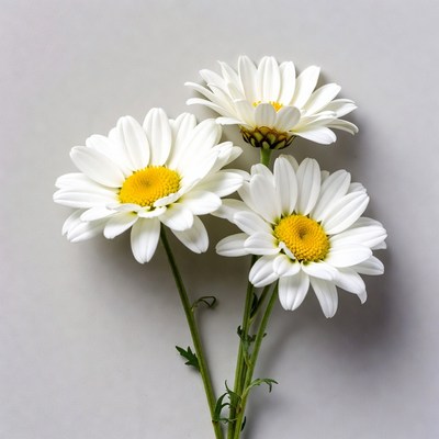 Three White Daisies on Gray Background