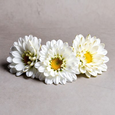 Three White Daisies on Gray Background