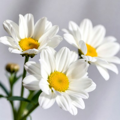 White Daisies with Yellow Centers
