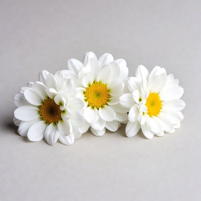 Three White Daisies on Gray Background