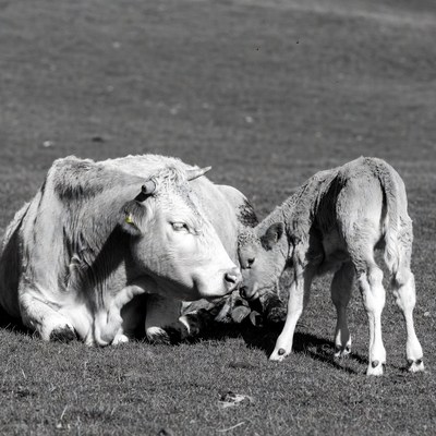 Mother Cow Nuzzling Calf in Grass