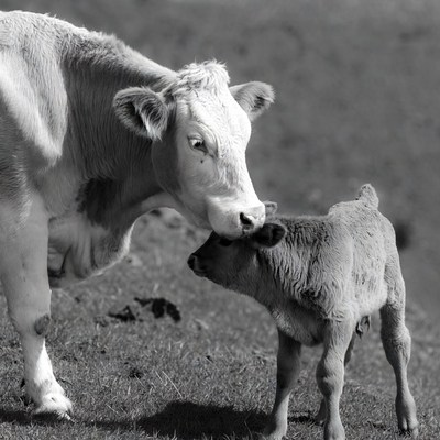 Mother Cow Nuzzling Calf