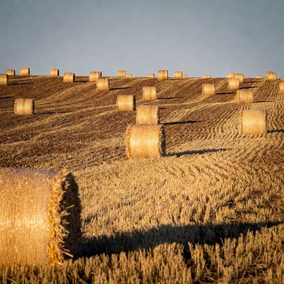 Hay bales in plowed field