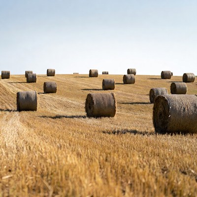 Hay bales in golden field