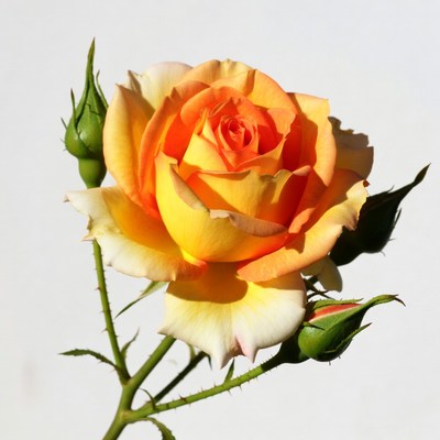 Orange Rose with Buds