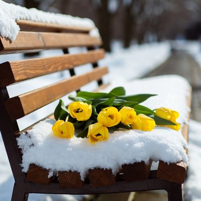 Yellow tulips on snowy park bench