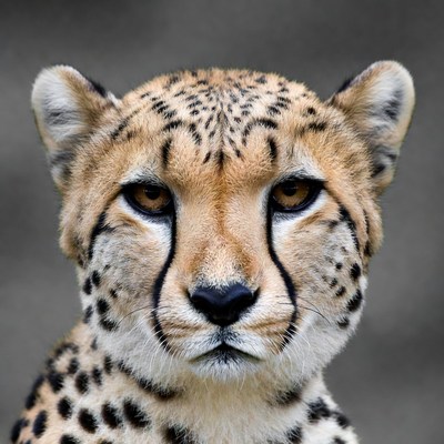 Cheetah close-up portrait