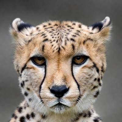 Cheetah close-up portrait