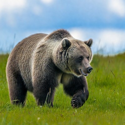 Grizzly Bear Walking in Grass