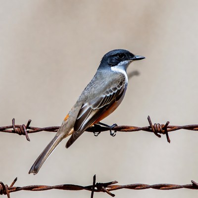 Vermilion Flycatcher perched on barbed wire