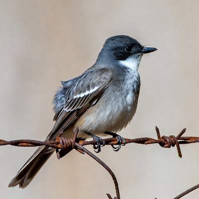 Gray bird on barbed wire